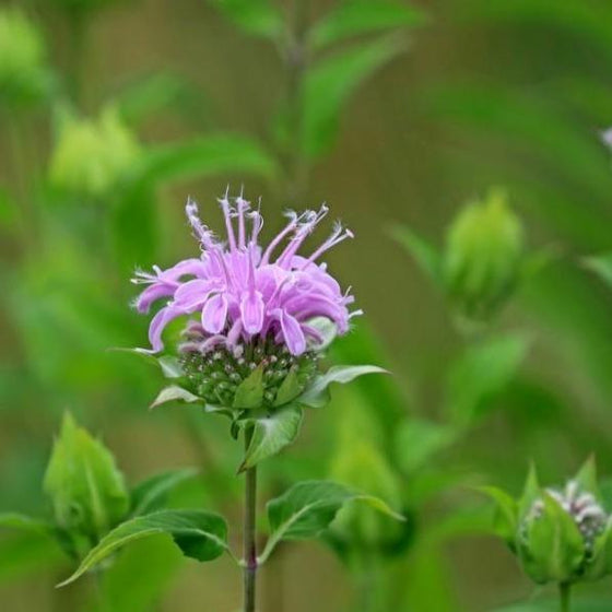 Wild Bergamot purple flower