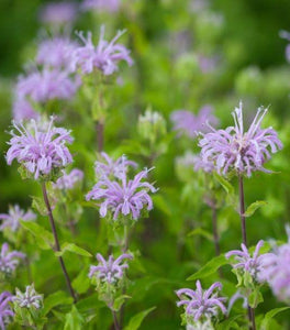 Wild Bergamot