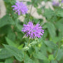 Beautiful wild looking flower of the wild bergamot