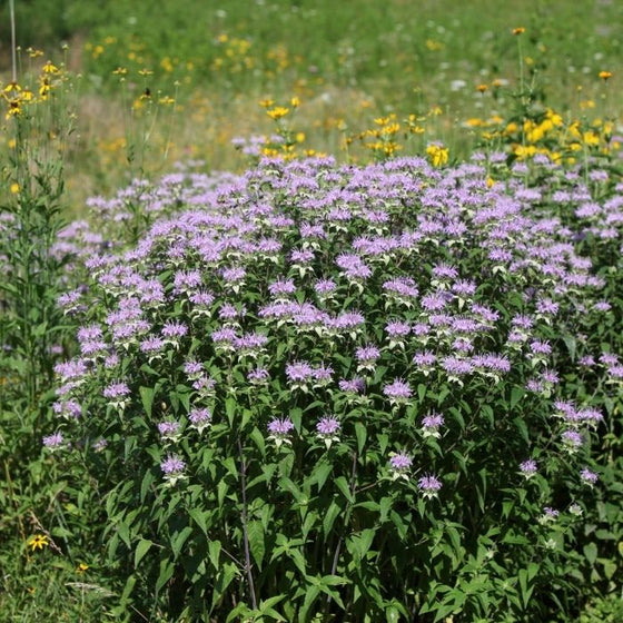 upright clump growth pattern of the Monarda Fistula