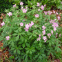 woodland geranium in the shade garden