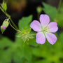 wild geranium blooming