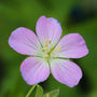 geranium maculatum flower close up