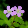 geranium maculatum flower close up