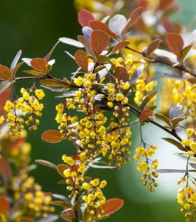 William Penn Barberry