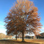 willow oak in the fall