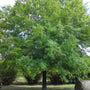 Willow Oak Tree