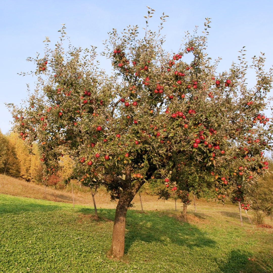 Winesap