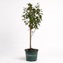 Winesap Apple Tree potted.