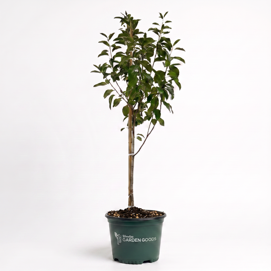 Winesap Apple Tree potted.
