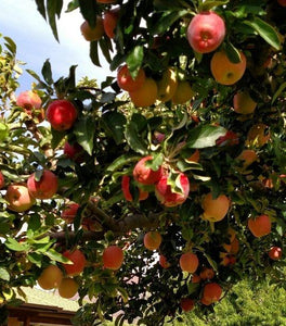 Winesap Apple Tree
