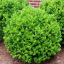 compact Japanese Boxwood evergreen shrub pruned into topiary ball shape