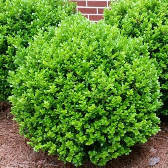 compact Japanese Boxwood evergreen shrub pruned into topiary ball shape