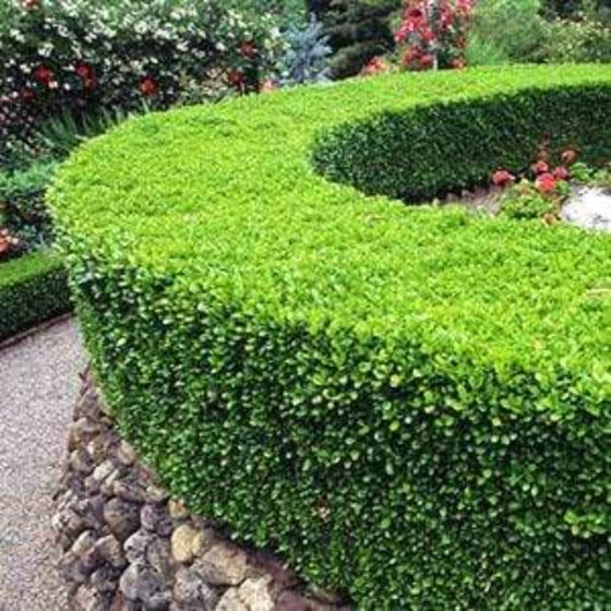 hardy evergreen Winter Gem Boxwood Shrubs used as garden privacy screen 
