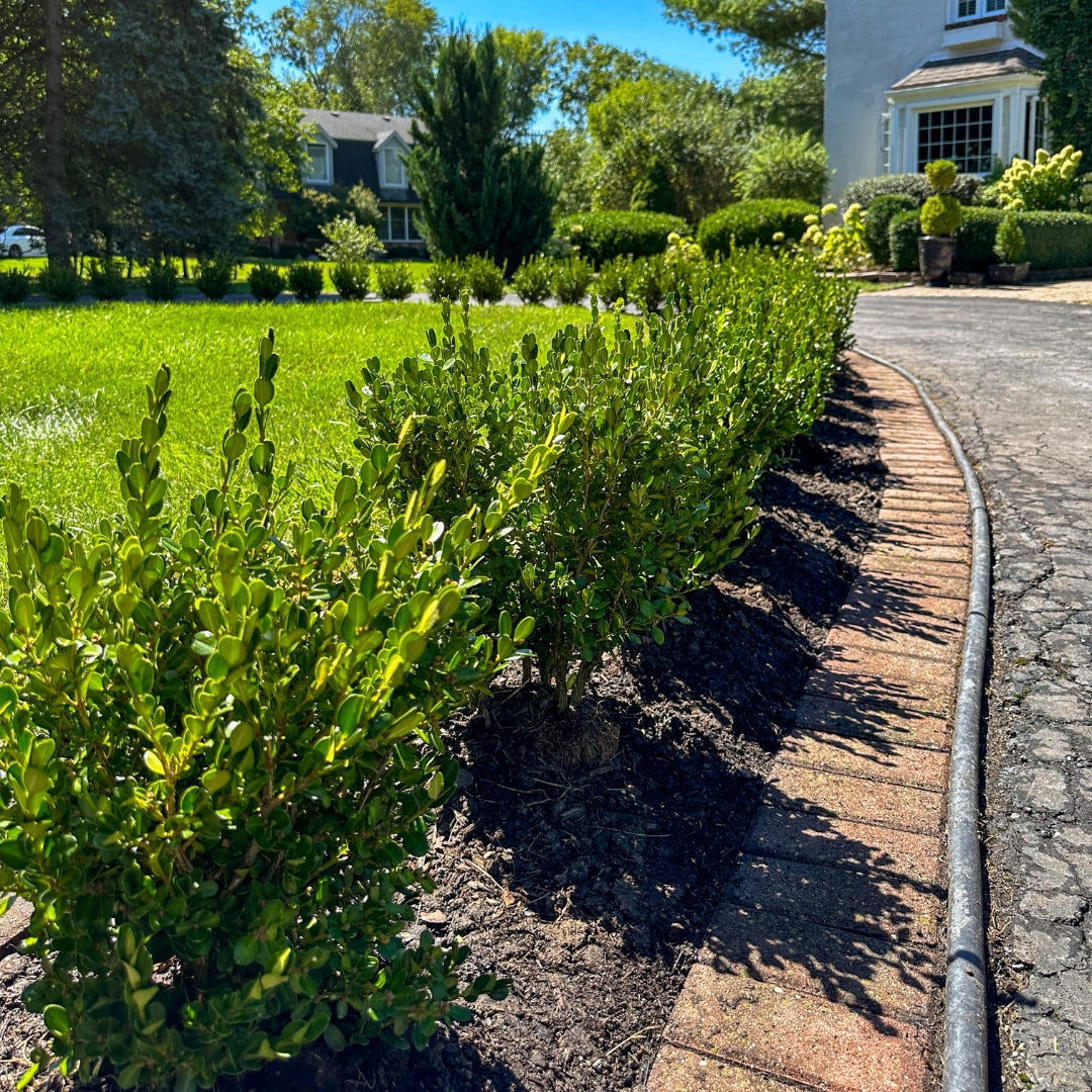 boxwood house plant Winter Gem Boxwood
