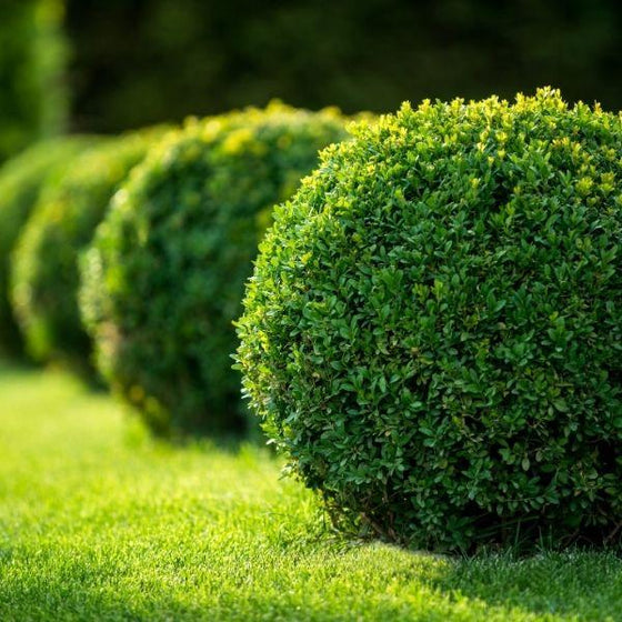 row of globe shaped Winter Gem Boxwood evergreen Shrubs