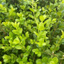 vibrant foliage of the evergreen Buxus Winter Gem boxwood shrubs