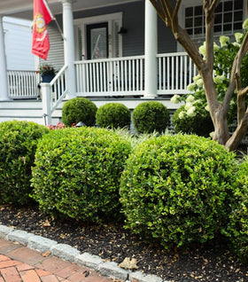 Buy Boxwood Shrubs Online | Garden Goods Direct Buy Boxwood Shrubs Online | Garden Goods Direct