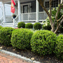 winter gem boxwoods shiny round foliage in the landscape