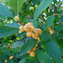 wintergold winterberry holly with leaves