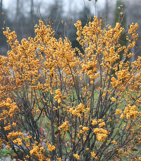 Winter Gold Winterberry Holly