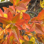 winter gold winterberry fall leaf color