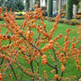 Winter gold winterberry holly berries