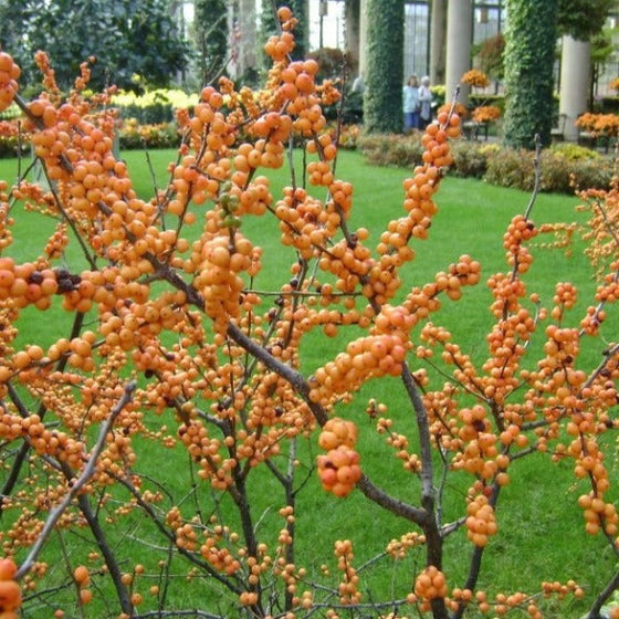 Winter gold winterberry holly berries