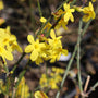 close up view of early spring golden yellow winter jasmine blooms