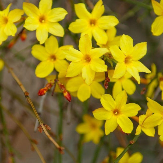 bright yellow Winter Jasmine Flowers blooming in winter