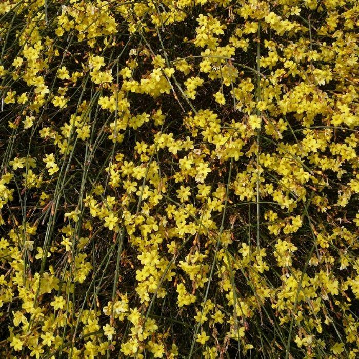 Winter Jasmine for Sale