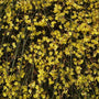 woody Winter Jasmine Blooming in Winter with yellow flowers
