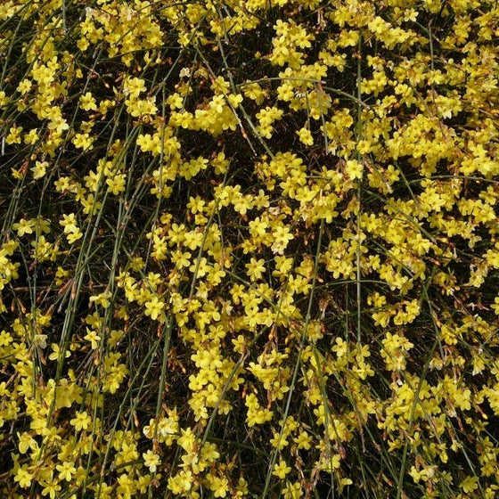 woody Winter Jasmine Blooming in Winter with yellow flowers