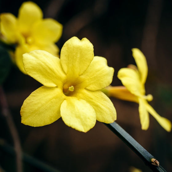 Winter Jasmine Blooming in late winter with yellow flowers