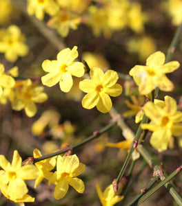 Winter Jasmine