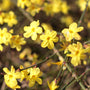 Winter Jasmine Blooming in late winter with yellow flowers