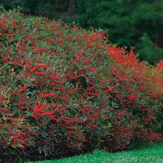 Winter red winterberry untrimmed hedge