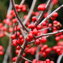 close up view of Winter Red Winterberry Holly red berries in the winter