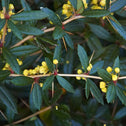 Looking down on dark green leaves with bits of small flowers starting to grow