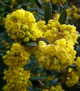 Wintergreen Barberry