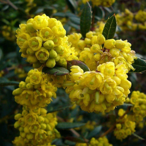 Close up on a winter green barberry with yellow sweet flowers
