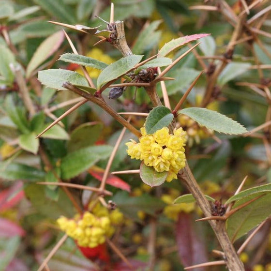 Julianne barberry with amazing foliage with glossy green leaves with a bit of crimson red
