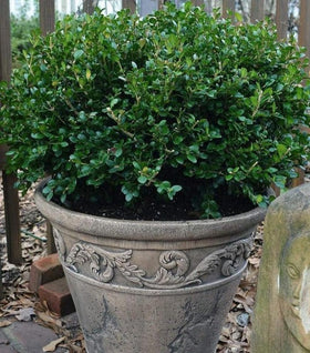 Wintergreen Boxwood