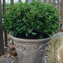 Wintergreen Boxwood growing in a decorative pot