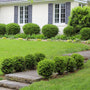 Round wintergreen boxwood planted along a walkway