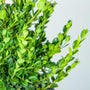 Close-up of the bright green leaves of wintergreen boxwood