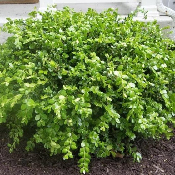 Bright green spring growth of wintergreen boxwood