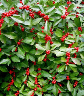 Wintergreen Teaberry 'Berry Cascade'