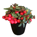 potted Wintergreen Berry Cascade, perfect for festive holiday decor