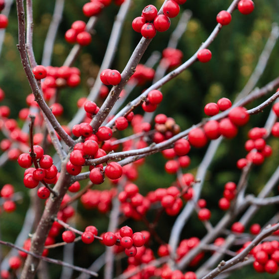 mass of bright red berries on winterberry holly shrub